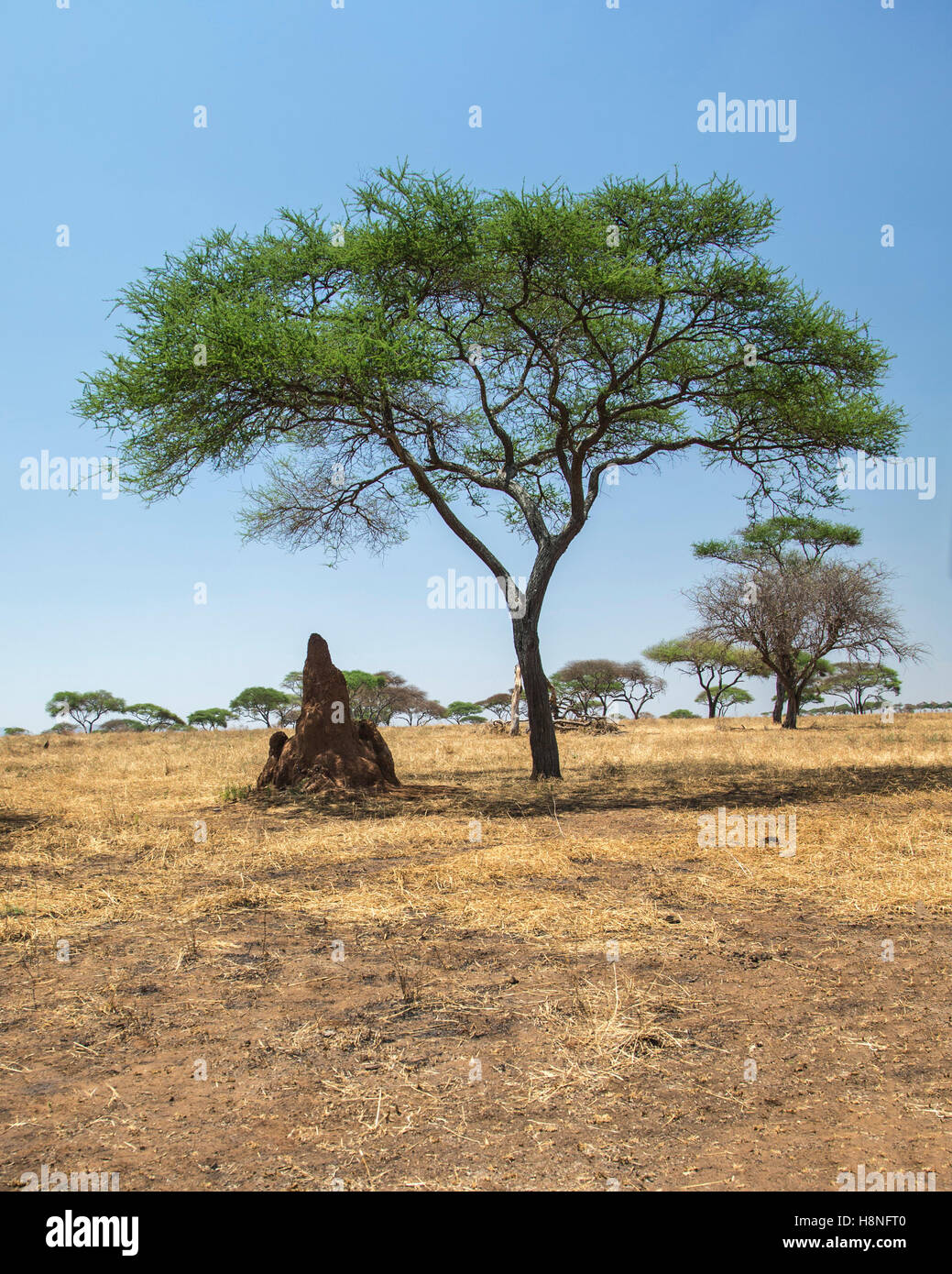 Termite Hügel unter einer Akazie in der Serengeti Stockfoto