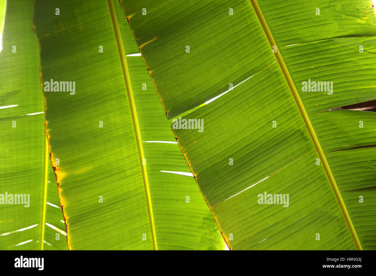 Nahaufnahme der Blätter der Bananenstaude, Cozumel, Quintana Roo, Mexiko. Stockfoto
