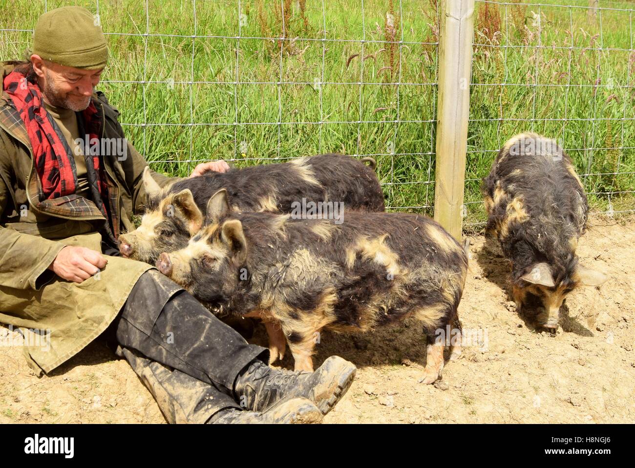Landwirt kuscheln drei seine Schweine. Stockfoto