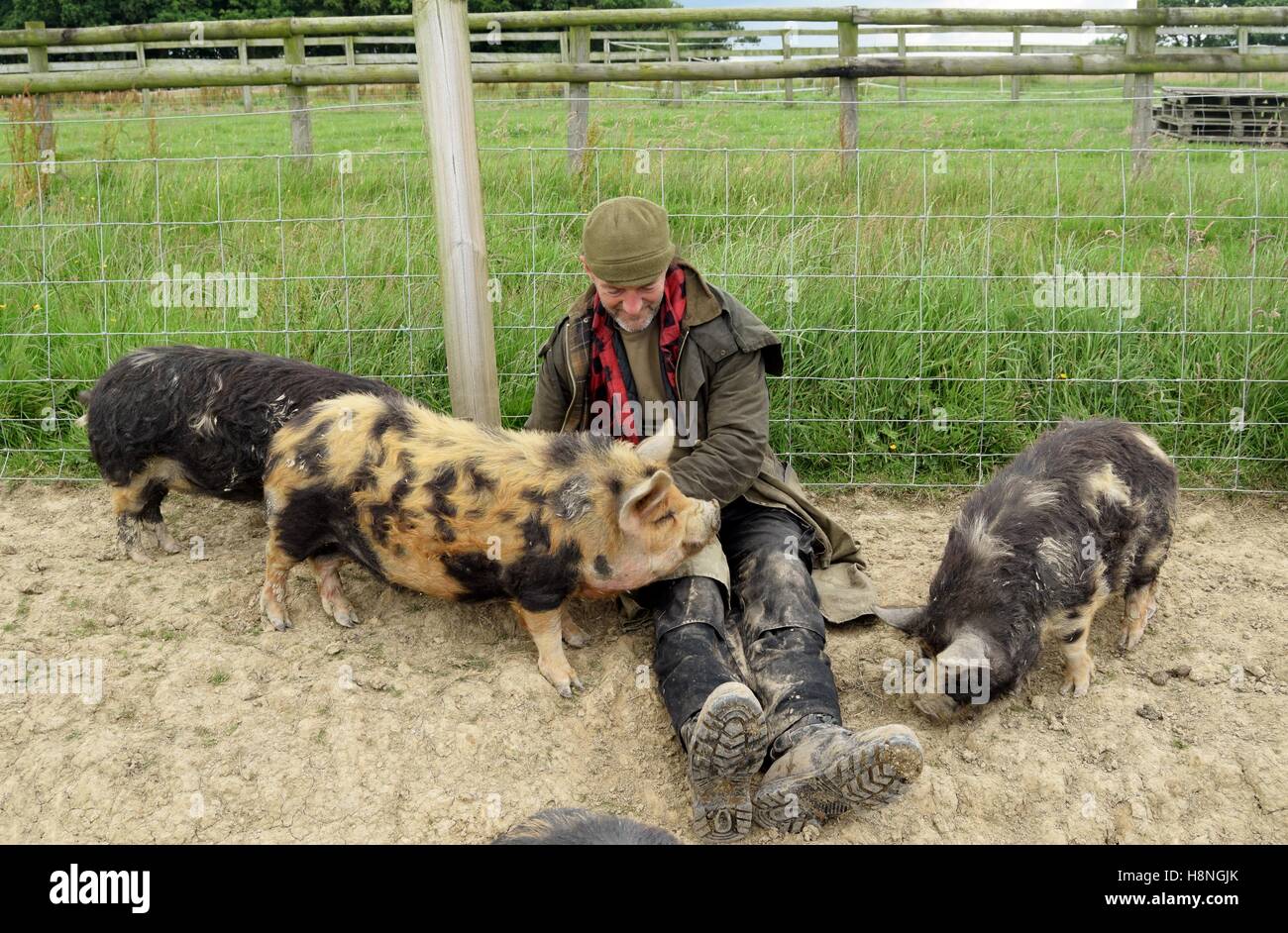 Bauer mit seinem Kunekune Schweine. Stockfoto
