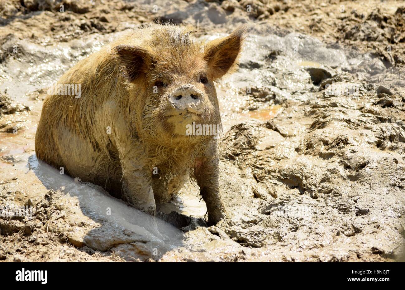 Unsere Kunekune Schwein Eileen ihr schwelgen an einem sonnigen Tag zu genießen. Stockfoto