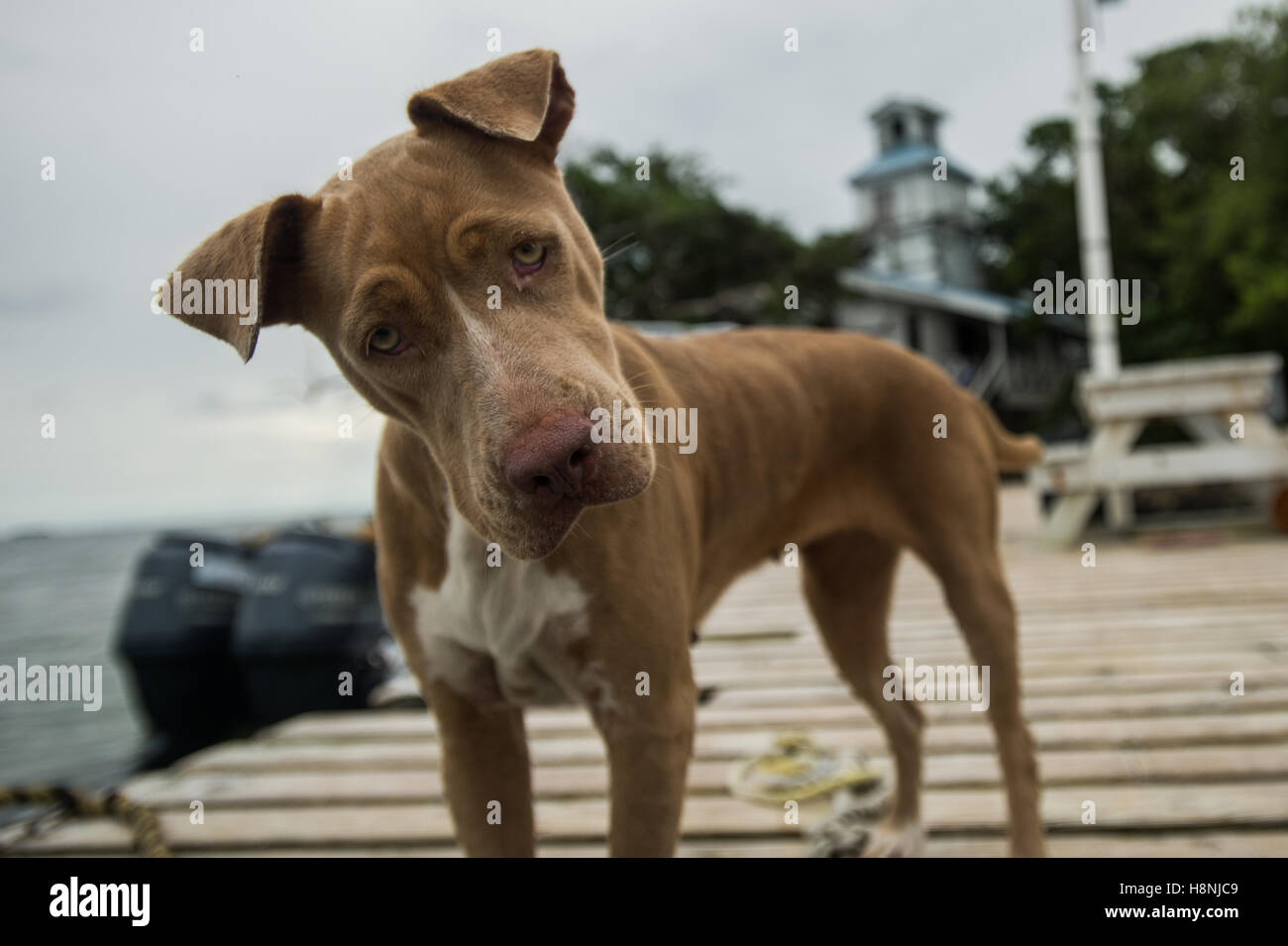 Streunender Hund wartet auf Boot dock in Belize Stockfoto