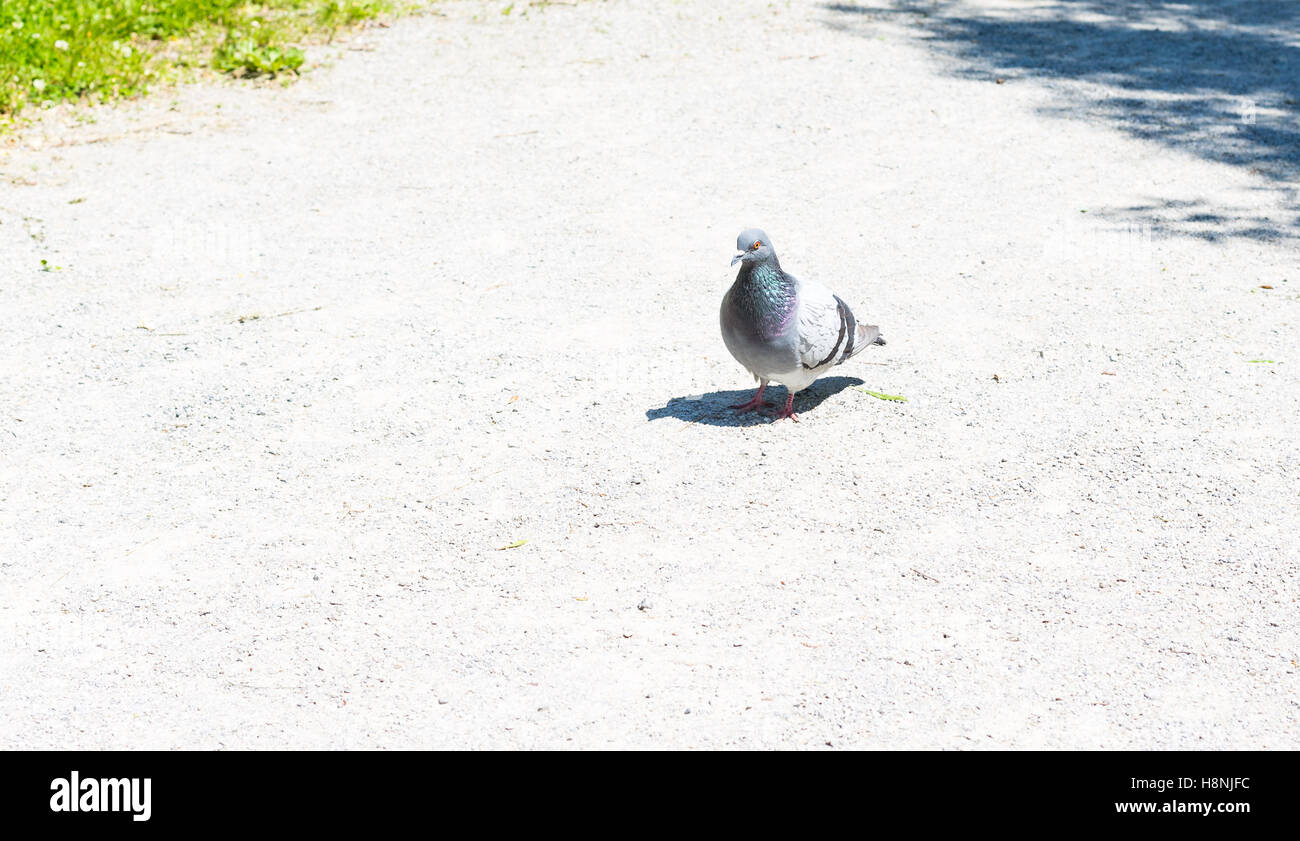 Gemeinsamen Taube auf ein Grundstück in Sommernachmittag. Stockfoto