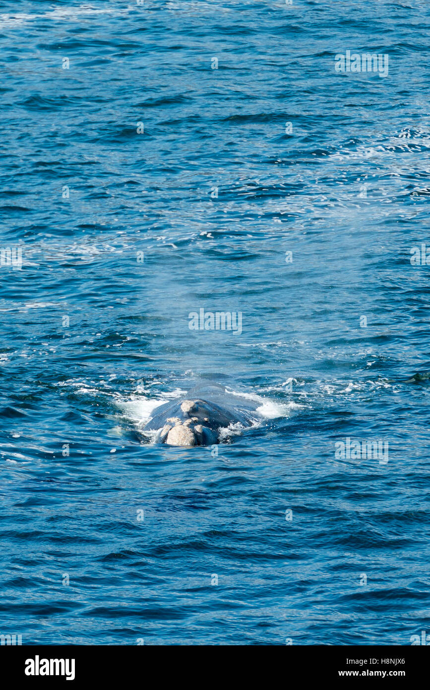 Southern Right Wale taucht seinen Kopf und bläst Wasser Stockfoto