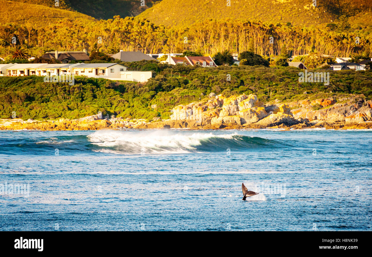 Whale Tail Flicks in Luft für Wal-Beobachter in Hermanus in Südafrika Stockfoto