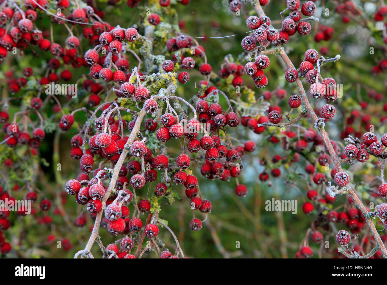 Weißdorn-Beeren fotografiert nach einem harten Frost. Stockfoto