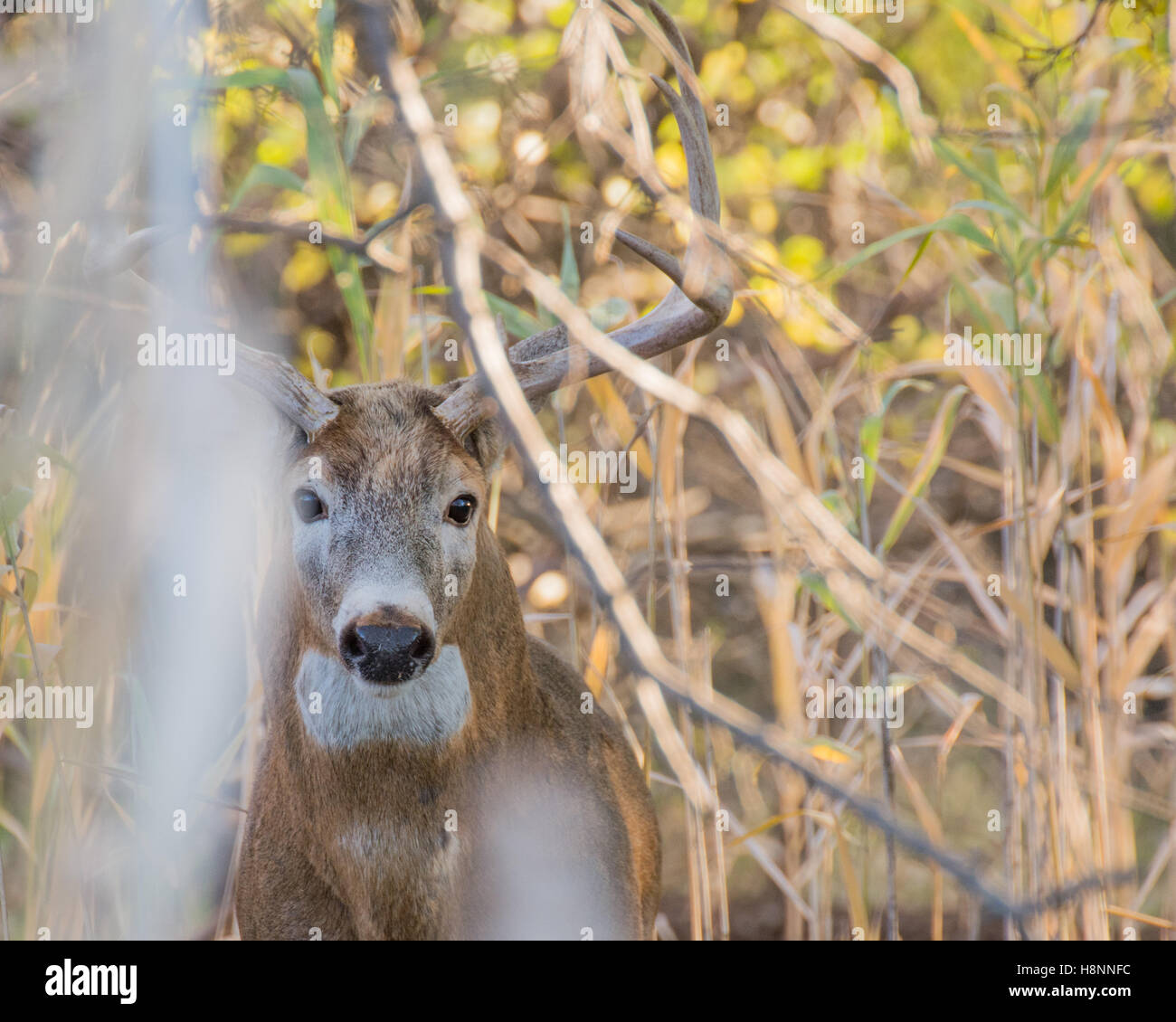 Whitetail Deer Buck in einem Gebüsch versteckt. Stockfoto