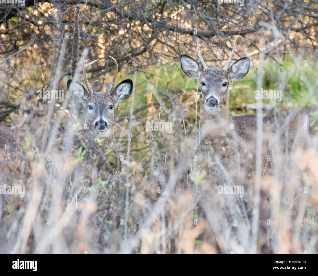 Zwei Whitetail Deer spike Böcke in einem Gebüsch. Stockfoto