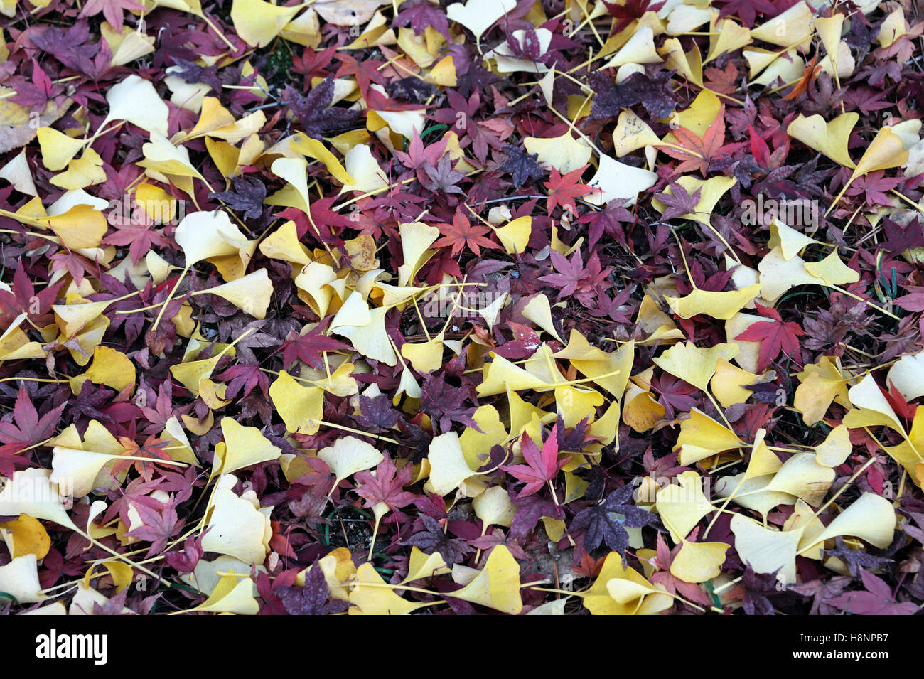 Rote Blätter aus einer koreanischen Ahorn (Acer Pseudosieboldianum) zusammen mit gelben Blätter im Herbst. Stockfoto