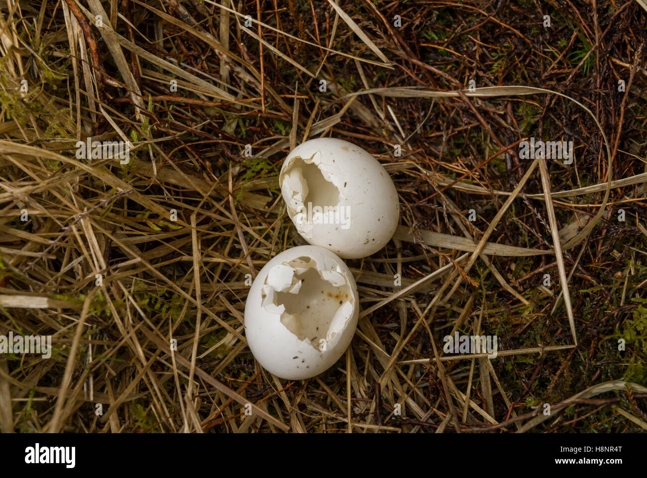 Kornweihe (Circus Cyaneus) Eiern stammte von Krähen (Corvus Corone), Schottland. Stockfoto