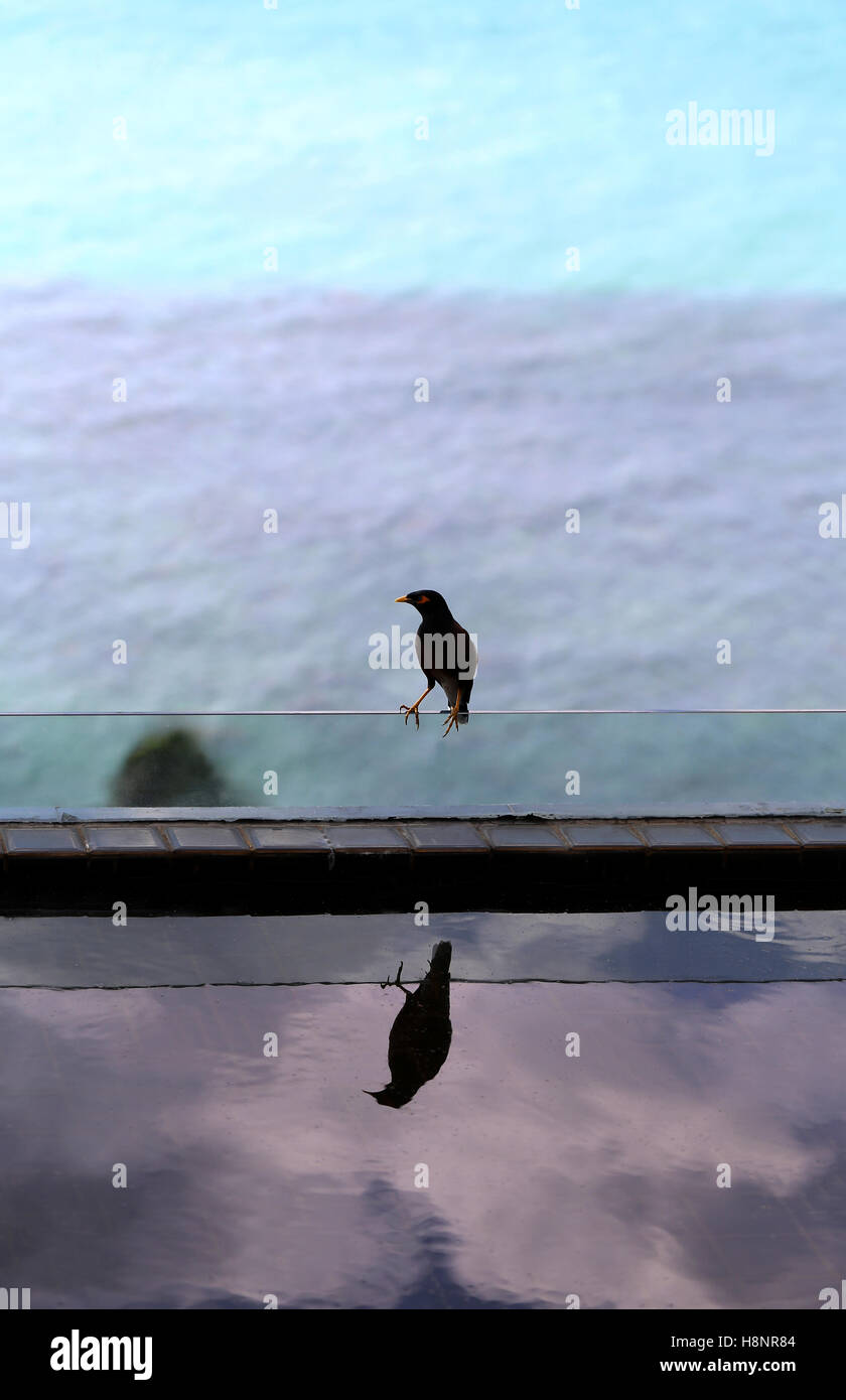 Schöne schwarze Starling am Pool sitzen zu fotografieren, Nahaufnahme Stockfoto
