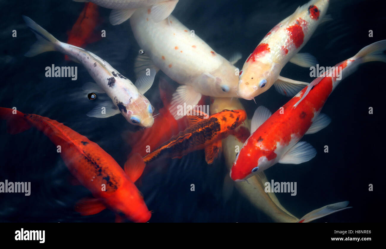 Verschiedene farbige Fische Karpfen in einem Teich zu Foto closeup Stockfoto
