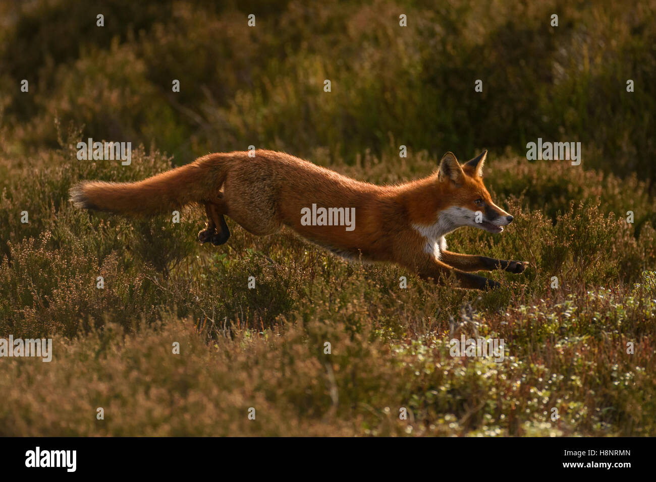 Rotfuchs (Vulpes Vulpes) läuft durch Heidekraut (Calluna Vulgaris), Stiperstones National Nature Reserve (NNR), Shropshire Stockfoto