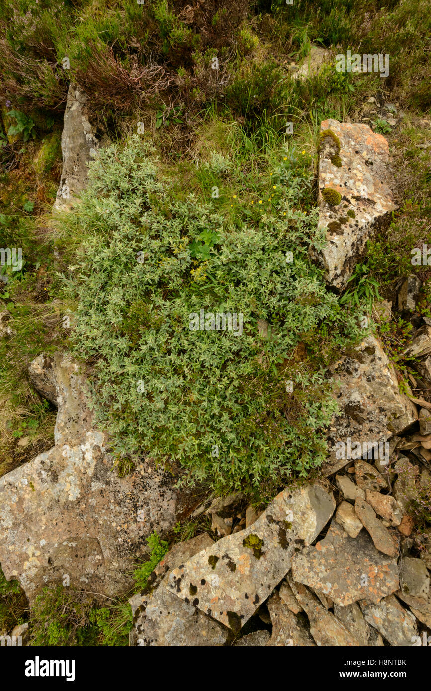 Downy Weide (Salix Lapponum) wachsen in großer Höhe in den Hügeln von Moffat. Stockfoto