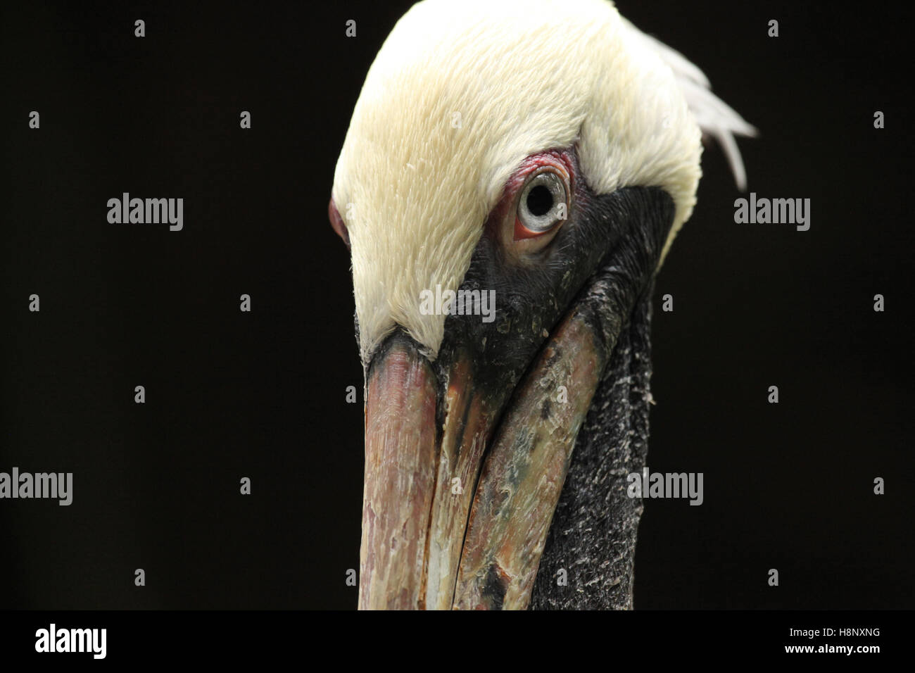 Nahaufnahme des Kopfes & Auge ein Pelikan, Provinz San José, San Miguel, Costa Rica. Stockfoto