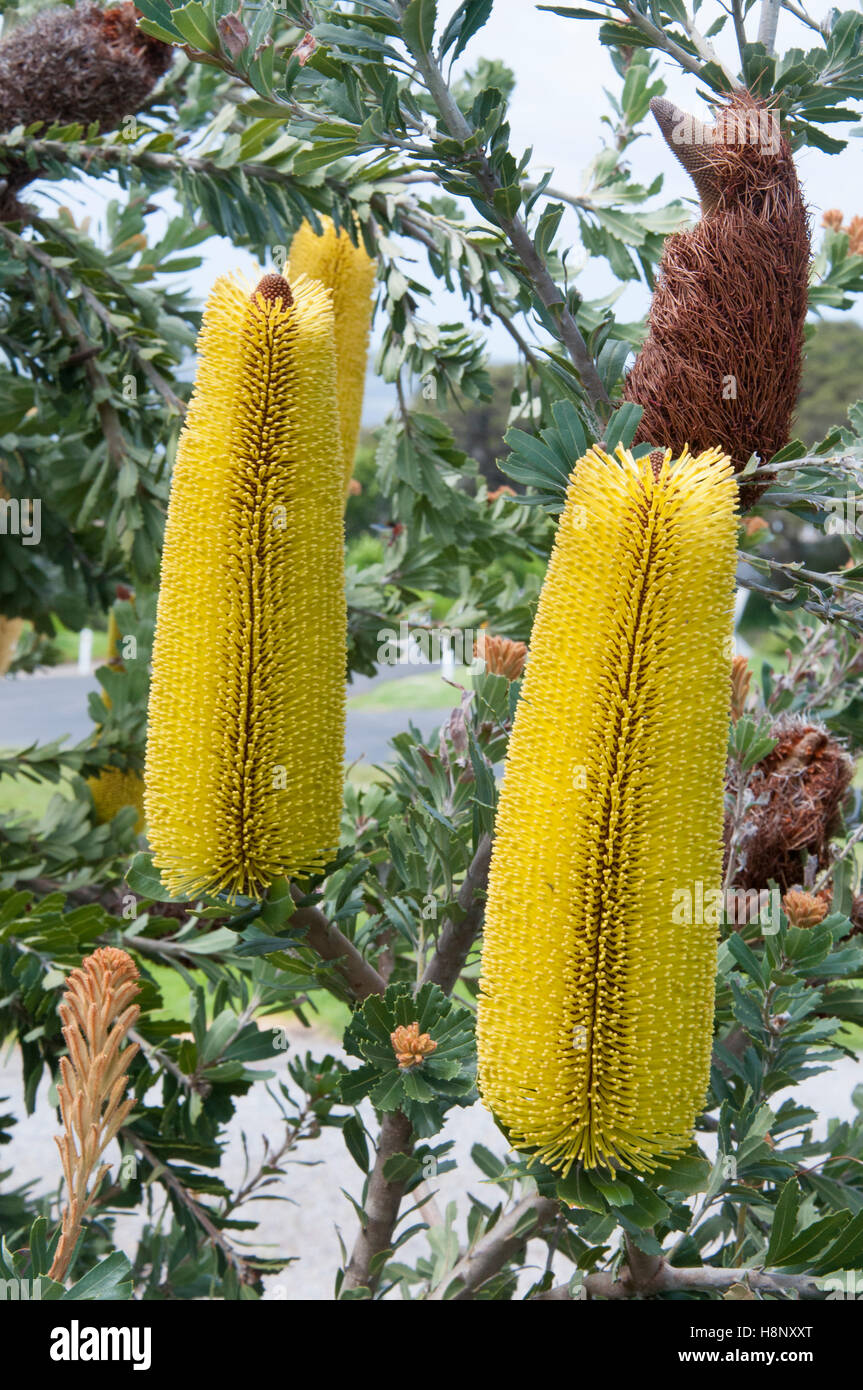 Australische gebürtige Banksia Ericifolia, Heide-leaved Banksia auf der Halbinsel Bellarine, Victoria Stockfoto