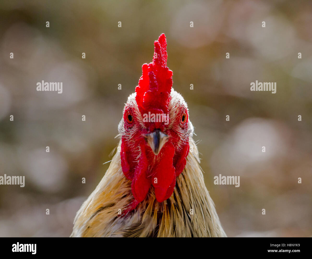 Erwachsene männliche Huhn posiert für die Kamera Stockfoto