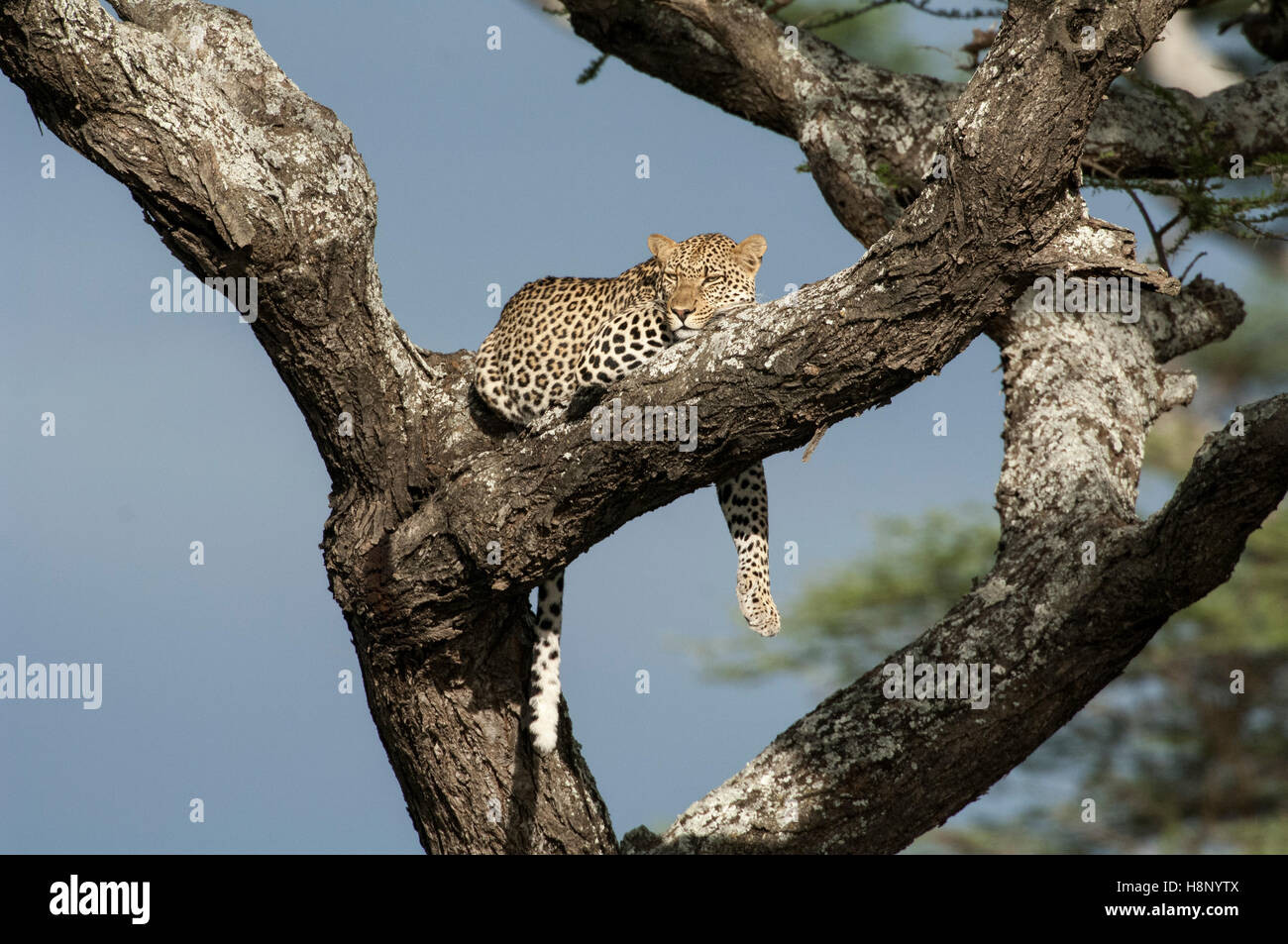 Männliche Leoparden (Panthera Pardus) ruht in einem Baum, Ndutu, Ngorongoro, Tansania Stockfoto