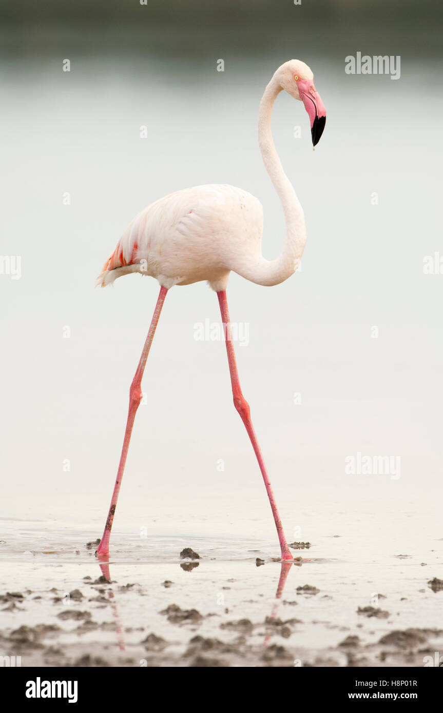 Rosaflamingo (Phoenicopterus Roseus), Erwachsener, Lake Ndutu, Ngorongoro Conservation Area, Tansania Stockfoto