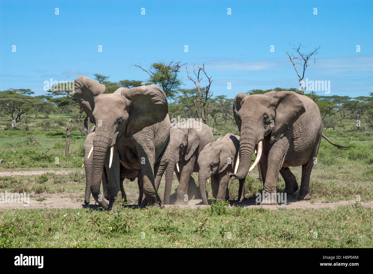 Elefanten-Kuh (Loxodonta Africana) machen eine Kopf-schütteln-Bedrohung, Ndutu, Ngorongoro Conservation Area, Tansania Stockfoto