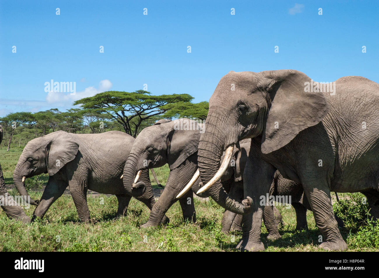 Elefantenfamilie unterwegs (Loxodonta Africana), Ndutu, Ngorongoro Conservation Area, Tansania Stockfoto