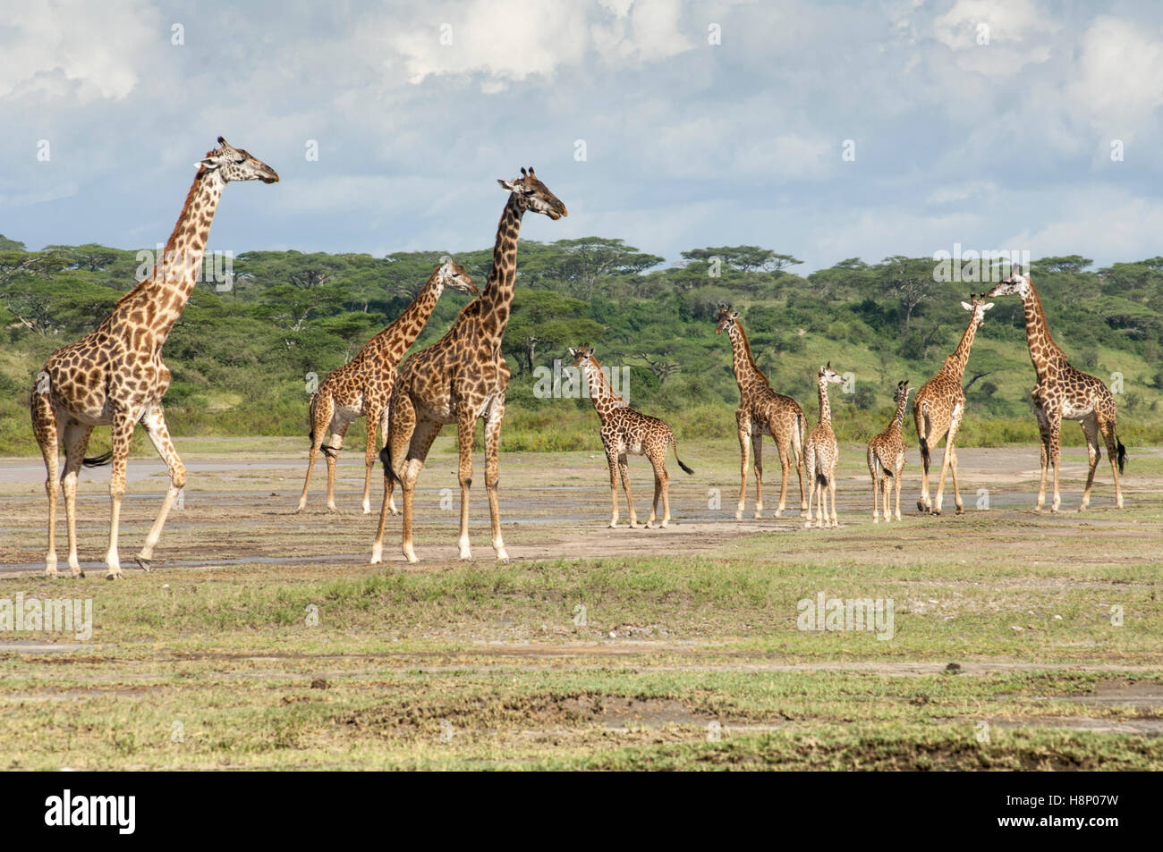 Eine Gruppe von Masai Giraffen (Giraffa Tippelskirchi), Ndutu, Ngorongoro Conservation Area, Tansania Stockfoto