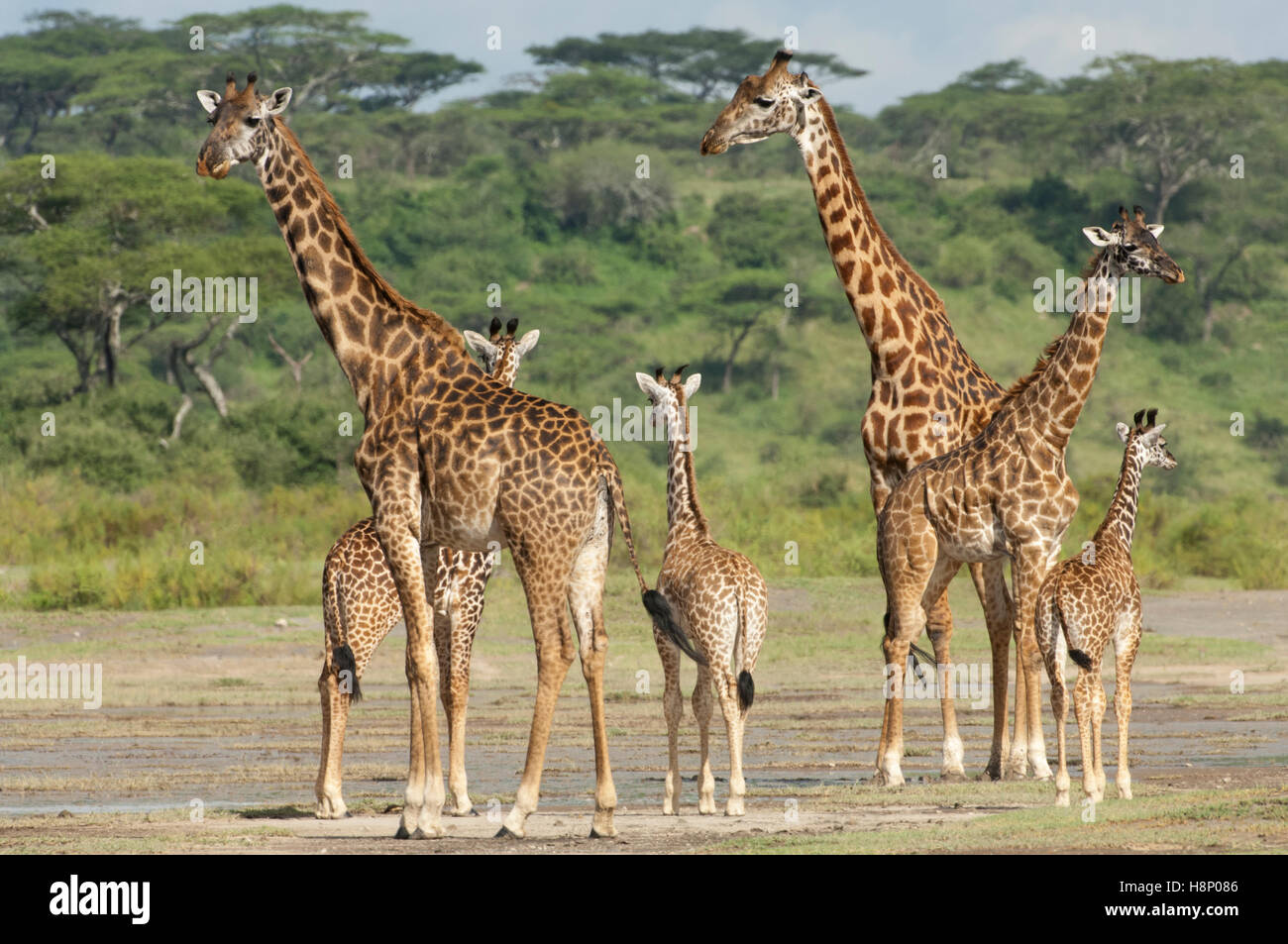 Eine Gruppe von Maasai Giraffen (Giraffa Tippelskirchi), Ndutu, Ngorongoro Conservation Area, Tansania Stockfoto