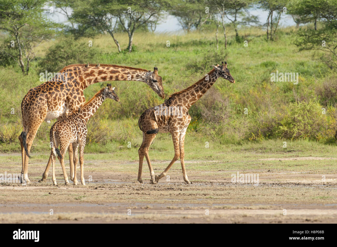 Männliche Maasai Giraffe mit Jungtieren (Giraffa Tippelskirchi), Ndutu, Ngorongoro Conservation Area, Tansania Stockfoto