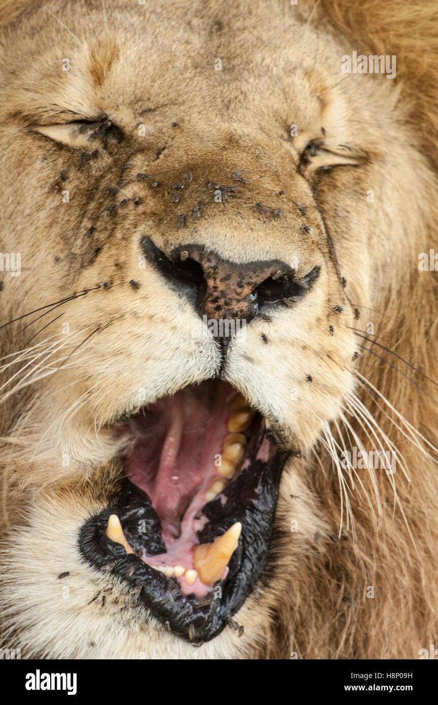 Männlicher Löwe (Panthera Leo), Gähnen, Ndutu, Ngorongoro Conservation Area, Tansania Stockfoto