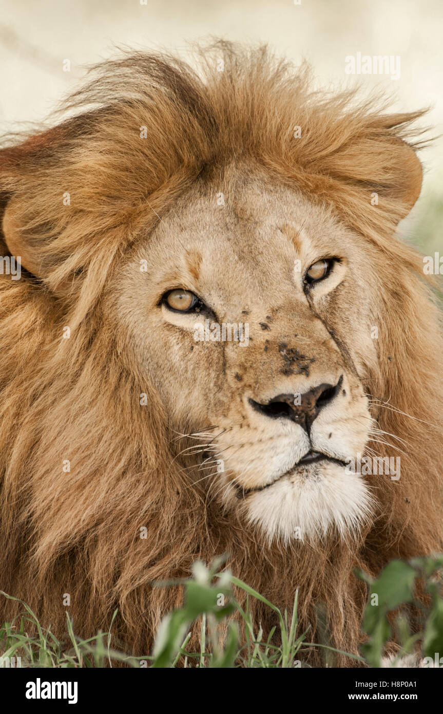 Löwe (Panthera Leo), Porträt, Ndutu, Ngorongoro Conservation Area, Tansania Stockfoto