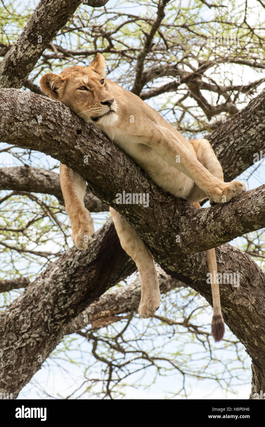 Löwin (Panthera Leo) in einem Baum, Ndutu, Ngorongoro Conservation Area, Tansania Stockfoto