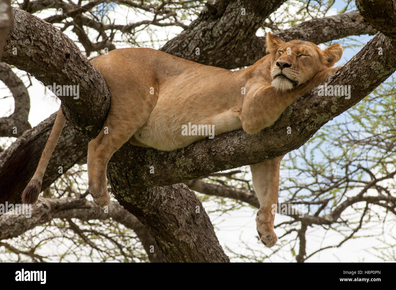 Löwin (Panthera Leo) in einem Baum, Ndutu, Ngorongoro Conservation Area, Tansania Stockfoto