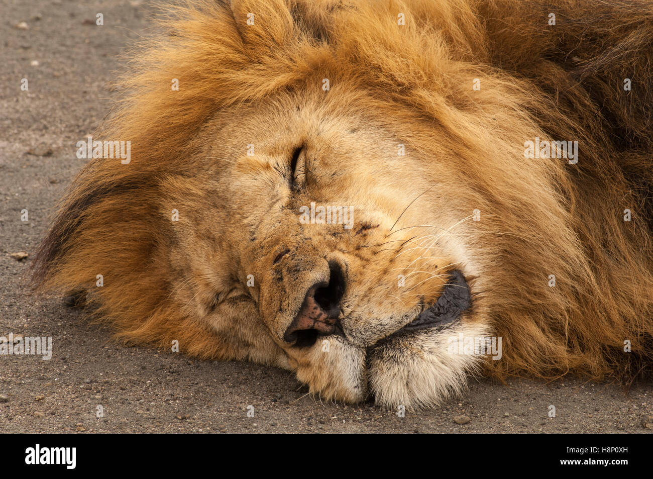 Männlicher Löwe (Panthera Leo) schlafen, Ndutu, Ngorongoro Conservation Area, Tansania Stockfoto