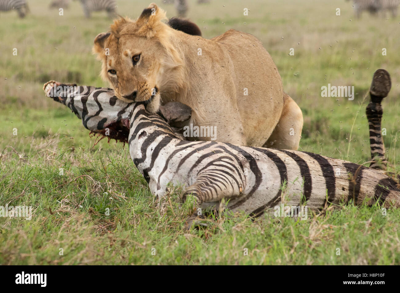 Junge männliche Löwe (Panthera Leo) ziehen ein totes Zebra, Ndutu, Ngorongoro Conservation Area, Tansania Stockfoto