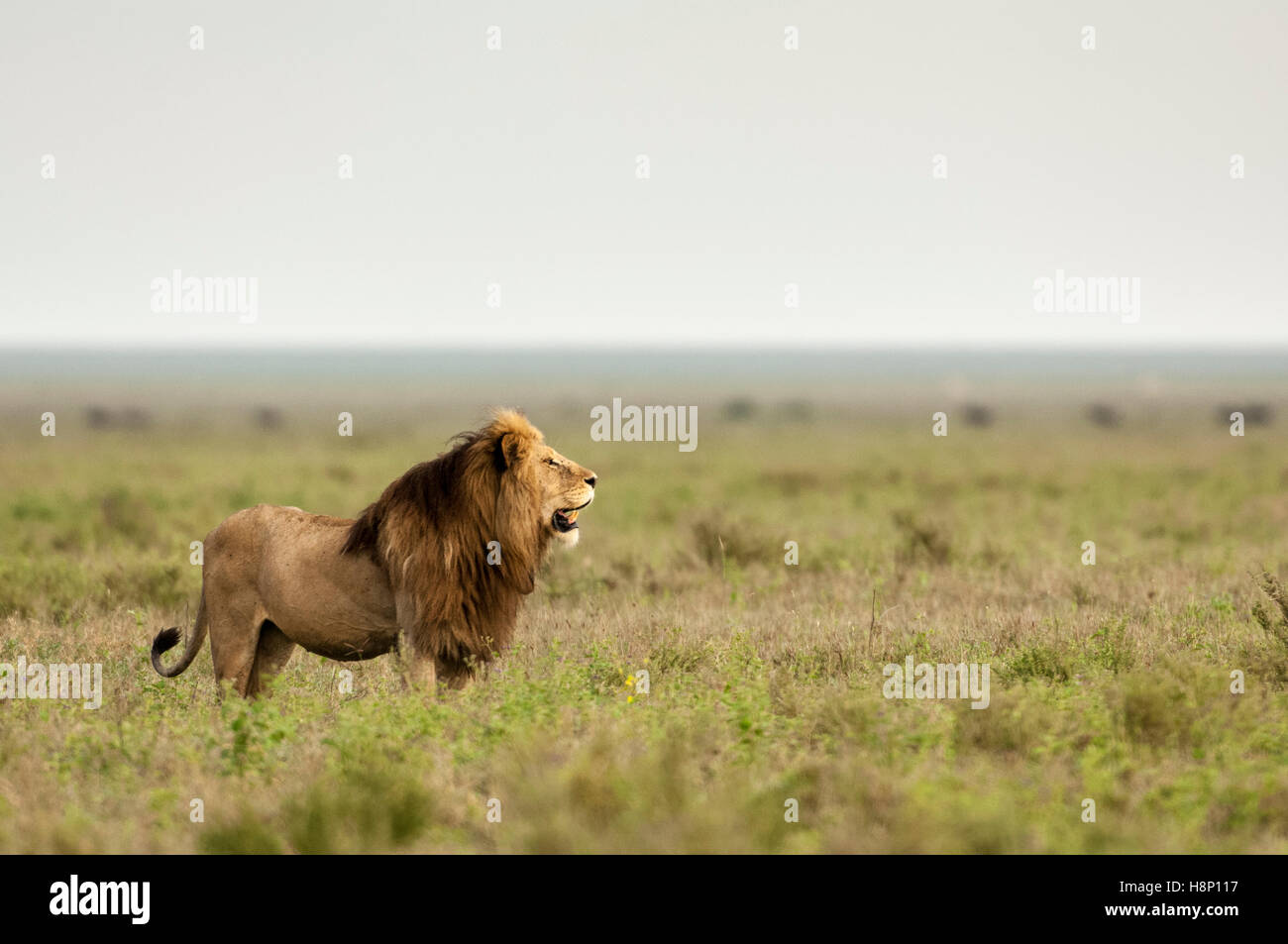 Männliche Löwen (Panthera Leo) stehend auf offenes Grasland Ebene, Ndutu, Ngorongoro Conservation Area, Tansania Stockfoto