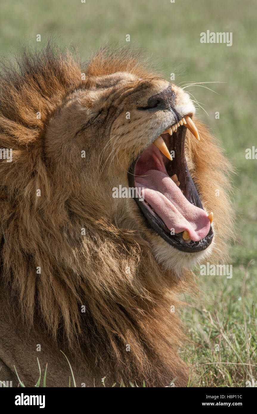 Männlicher Löwe (Panthera Leo), Gähnen, Ndutu, Ngorongoro Conservation Area, Tansania Stockfoto