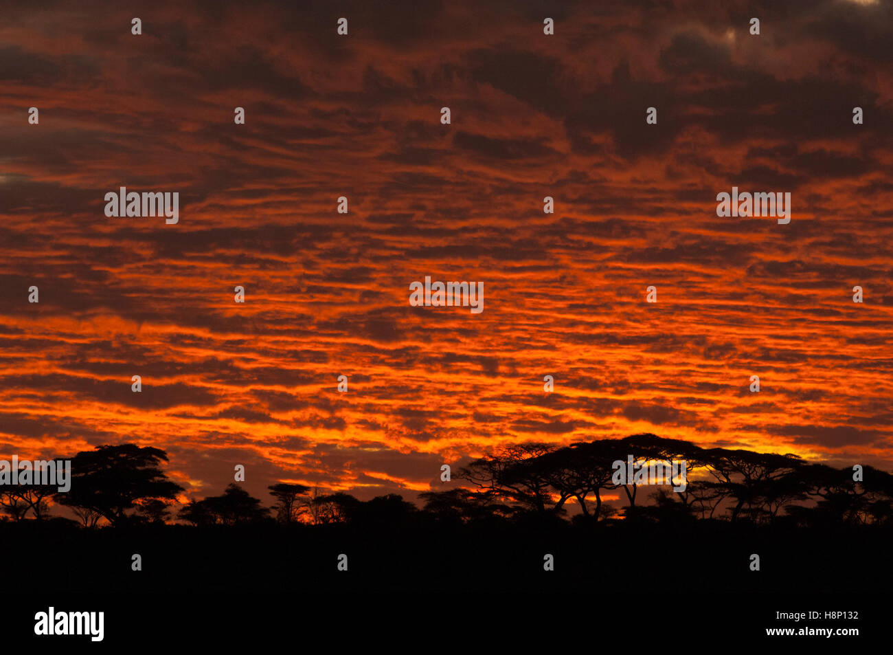 Sonnenuntergang mit bewölktem Himmel, Ndutu, Ngorongoro Conservation Area, Tansania Stockfoto