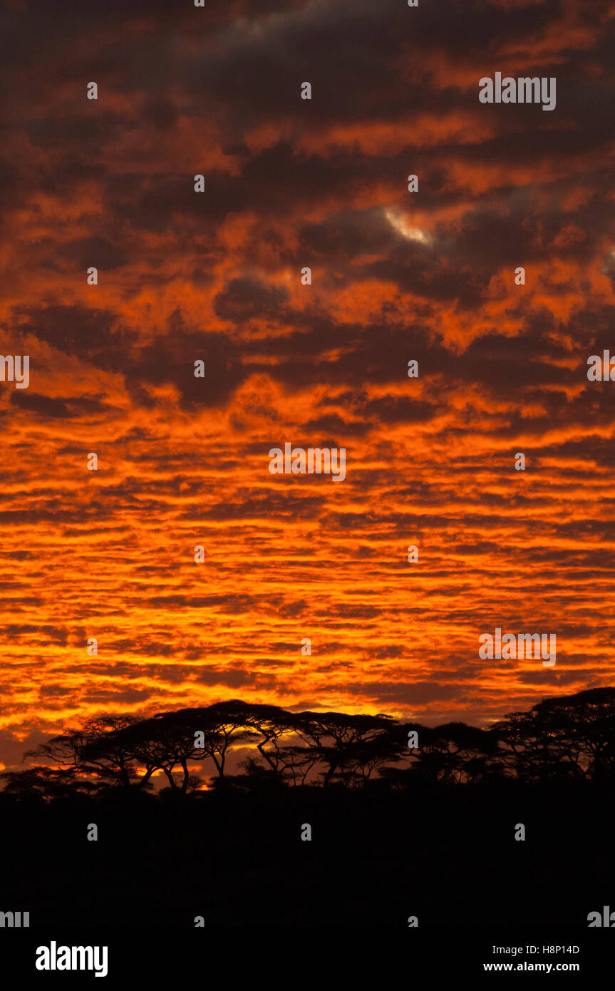 Sonnenuntergang mit bewölktem Himmel, Ndutu, Ngorongoro Conservation Area, Tansania Stockfoto