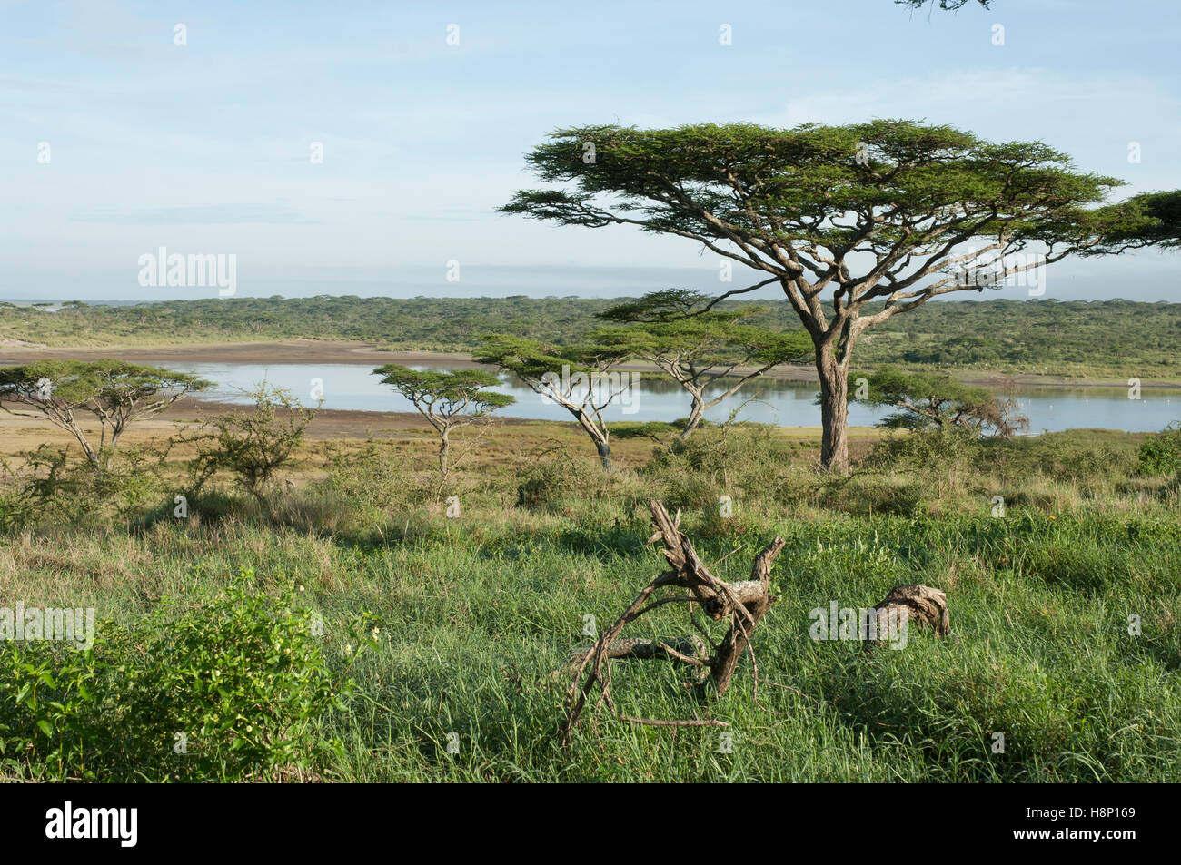 Lake Ndutu, Ngorongoro Conservation Area, Tansania Stockfoto