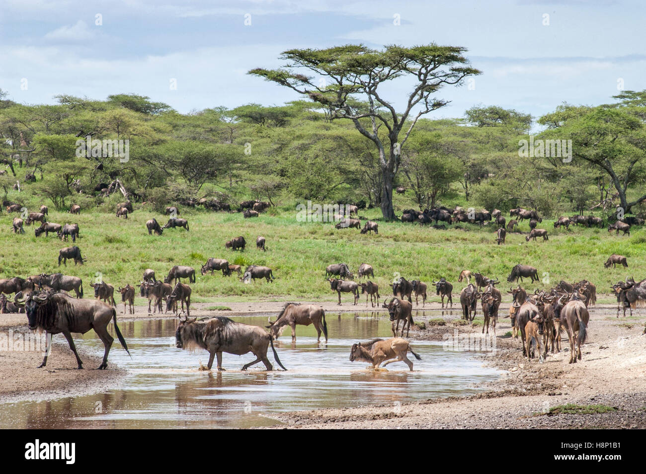 Migration der Gnus (Connochaetes Taurinus Albojubatus), Ndutu, Ngorongoro Conservation Area, Tansania Stockfoto