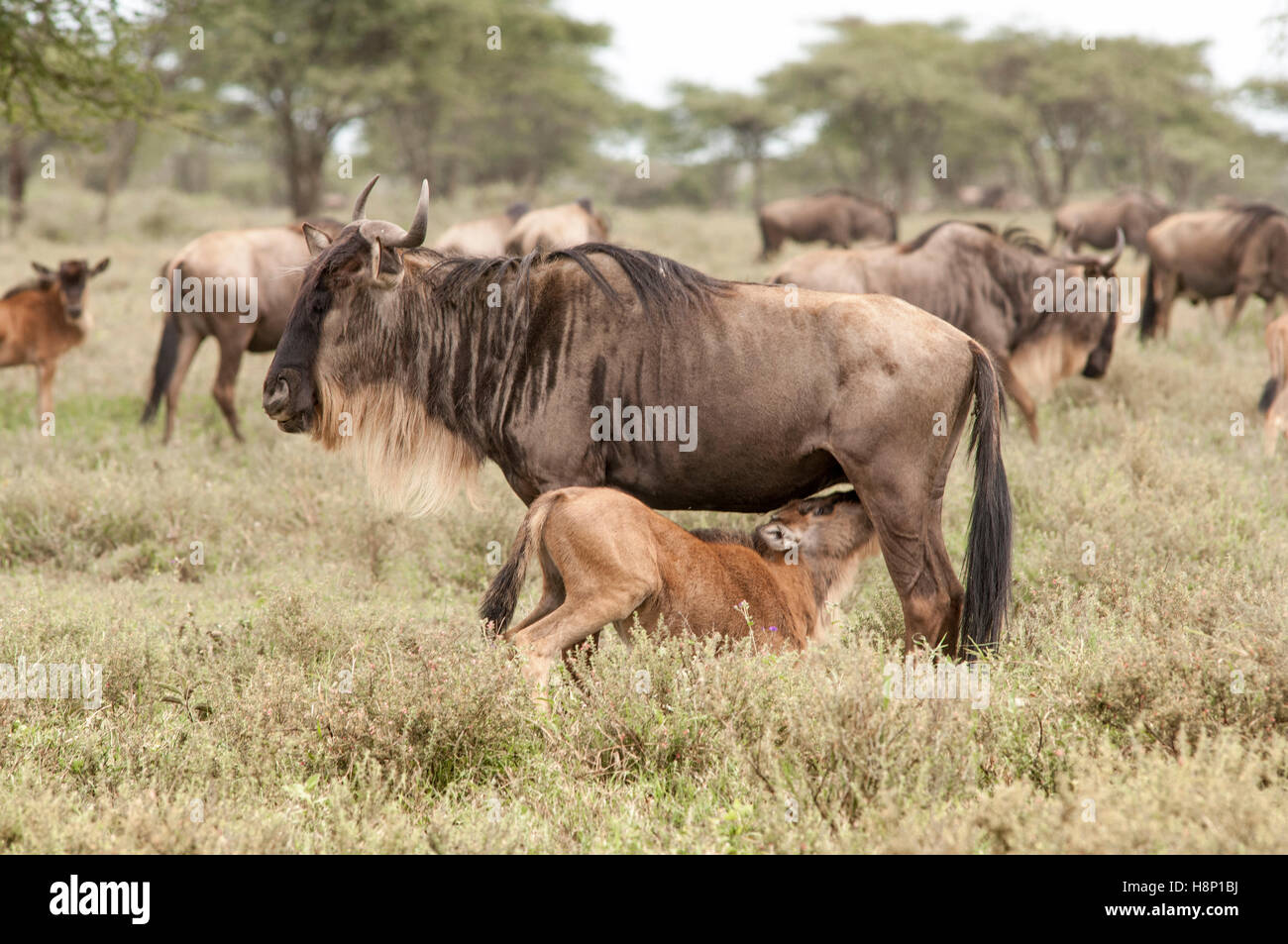 Gnus Kalb Spanferkel (Connochaetes Taurinus Albojubatus), Ndutu, Ngorongoro Conservation Area, Tansania Stockfoto
