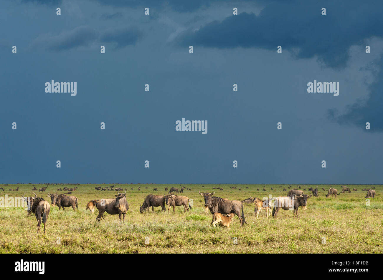 Gnus (Connochaetes Taurinus Albojubatus) Migration und Regen, Ndutu, Ngorongoro Conservation Area, Tansania Stockfoto