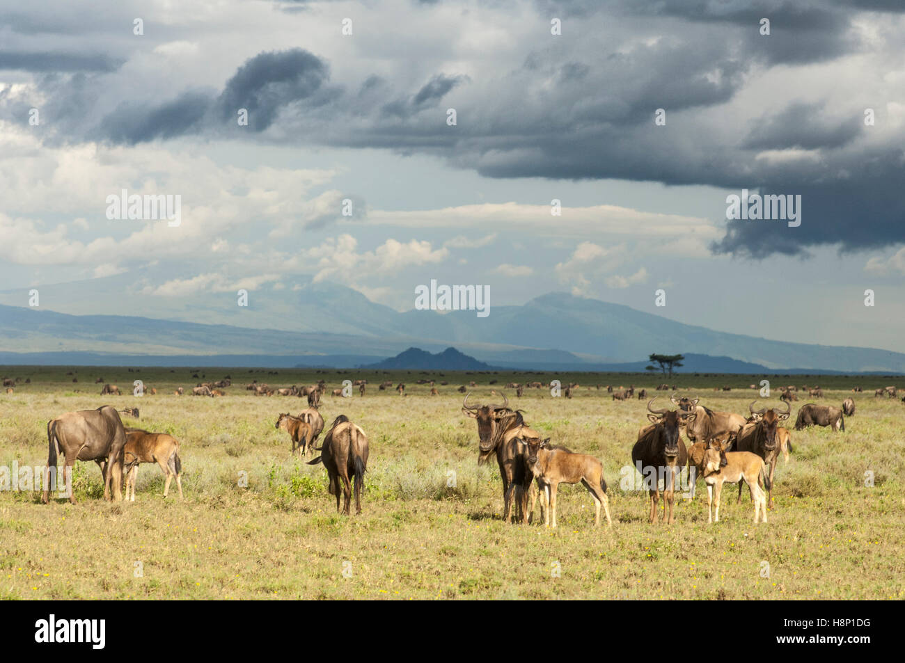 Migration der Gnus (Connochaetes Taurinus Albojubatus), Ndutu, Ngorongoro Conservation Area, Tansania Stockfoto