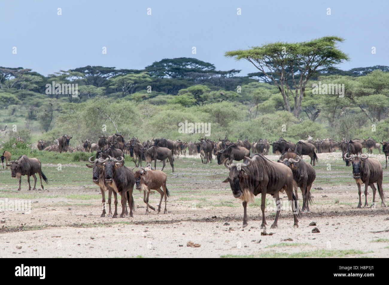 Migration der Gnus (Connochaetes Taurinus Albojubatus), Ndutu, Ngorongoro Conservation Area, Tansania Stockfoto