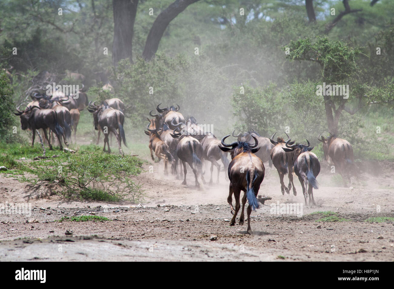 Gnus (Connochaetes Taurinus Albojubatus) läuft in Buschland, Ndutu, Ngorongoro Conservation Area, Tansania Stockfoto