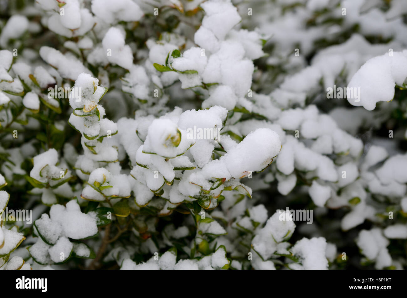 der erste Schnee ist in den Busch in meinem Garten gekommen. Stockfoto