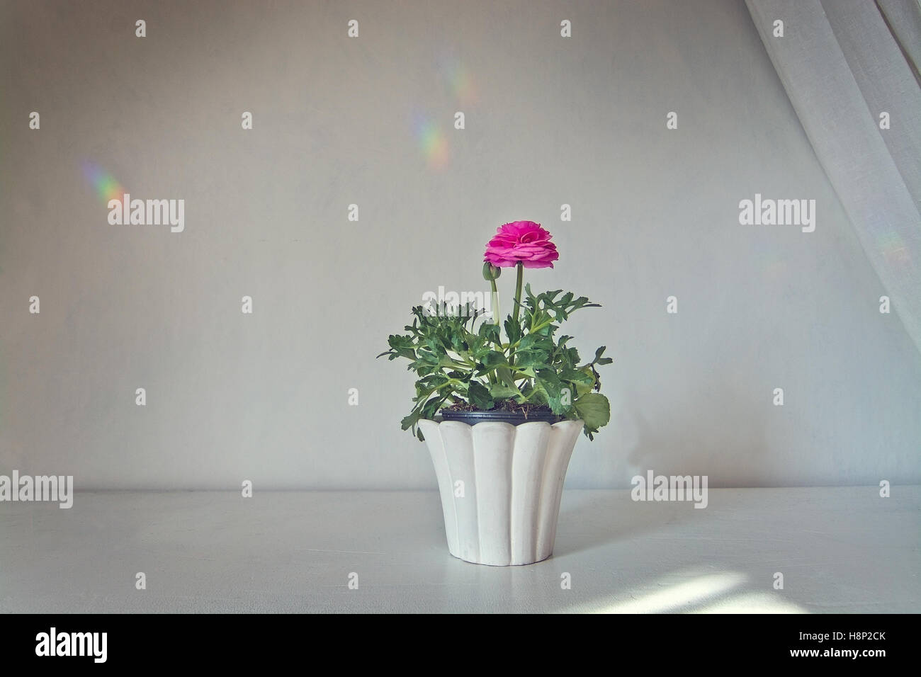Rosa Ranunkeln Blume im Topf mit weißen Leinen Tuch gegen weiße Wand mit Regenbogen Reflexionen Stockfoto