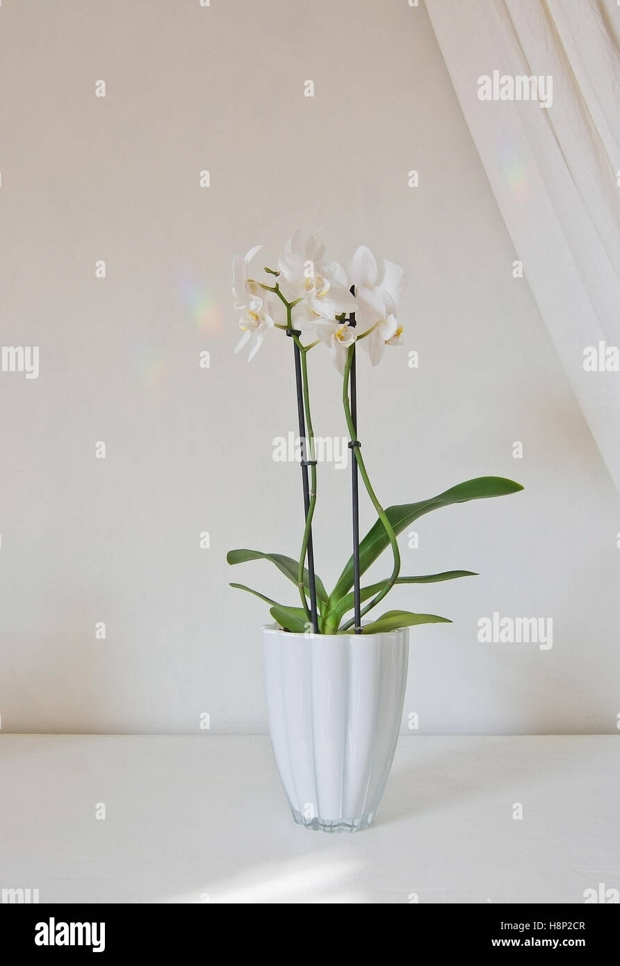 Weiße Orchidee blüht in Topf mit weißen Leinen Tuch gegen die weiße Wand. Stockfoto
