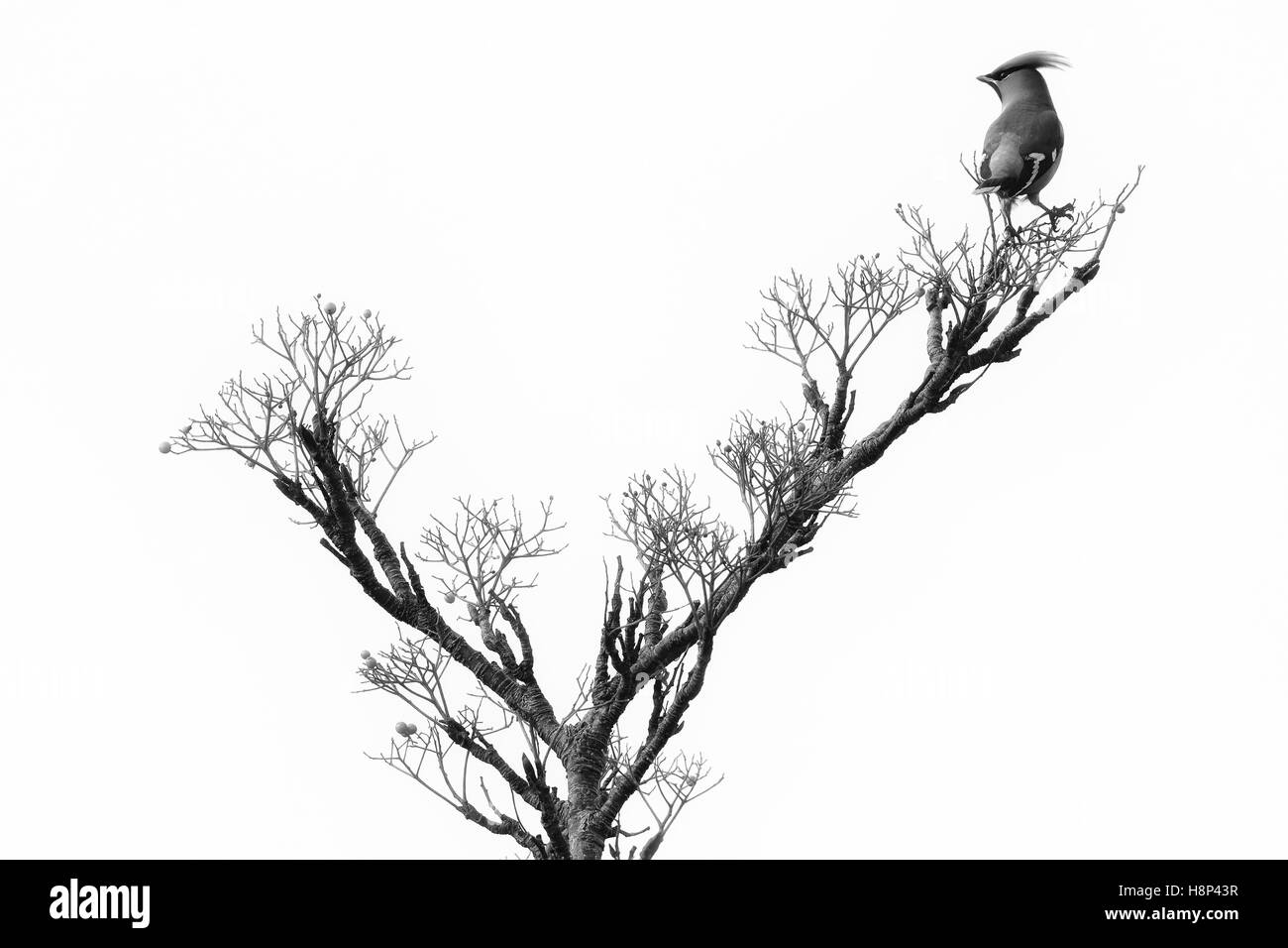 Wilden böhmischen Seidenschwanz (Bombycilla Garrulus) in Beere Strauch. Aufnahme in Angus, Schottland, Großbritannien. Stockfoto