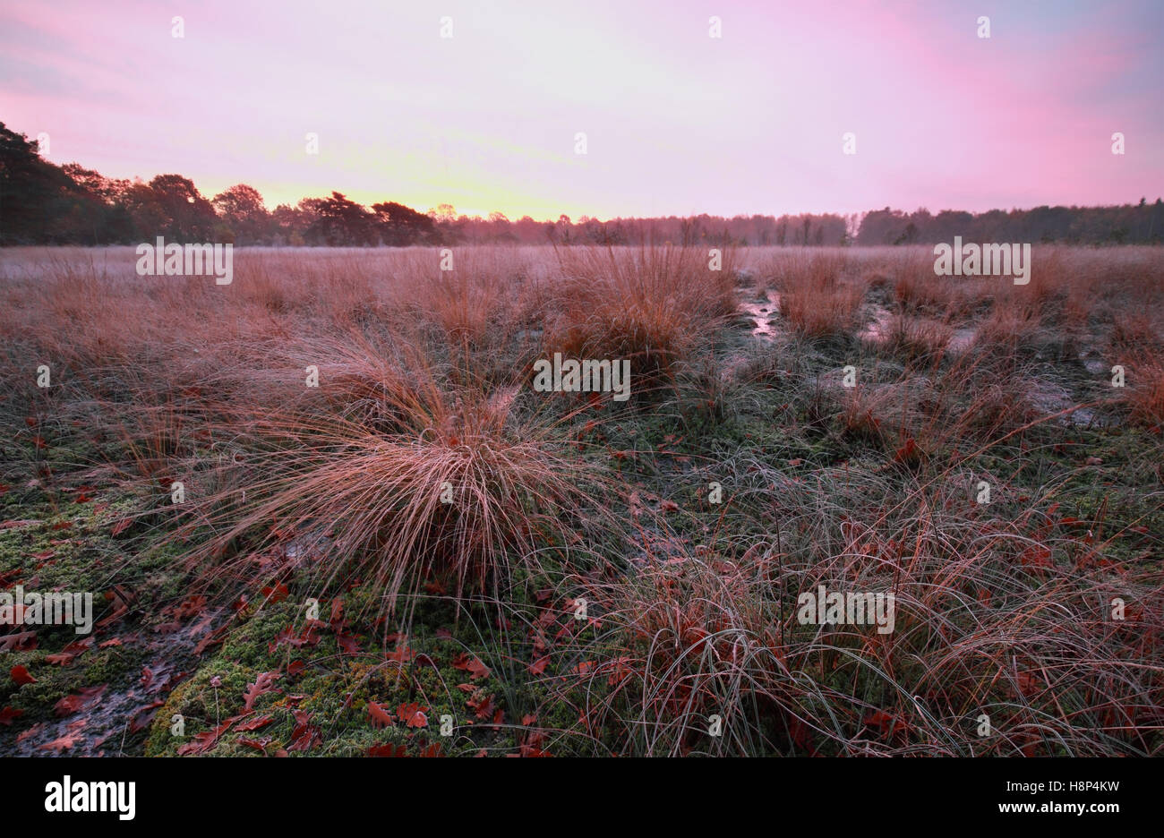 lila frostigen Sonnenaufgang über dem Sumpf im Herbst Stockfoto